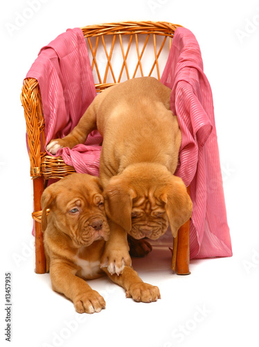 Two puppies in armchair. photo