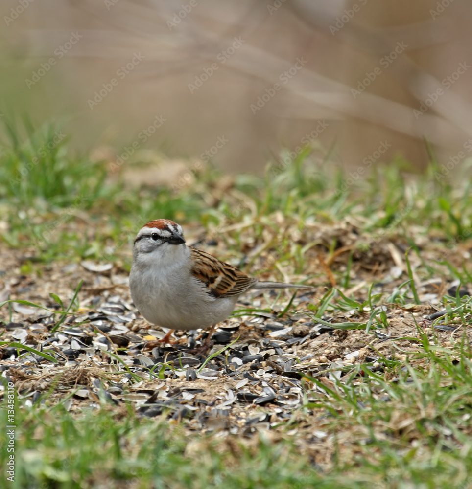 Chipping Sparrow Chipping Sparrow