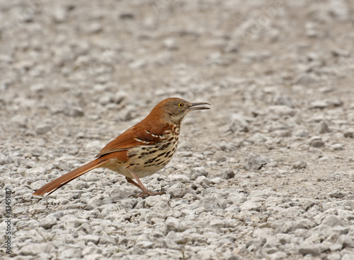 Brown Thrasher