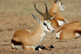 Springbok antelope (Antidorcas marsupialis), South Africa