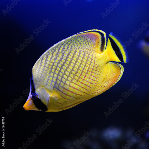 Latticed butterfly, Raffle`s (Yellow) Butterfly