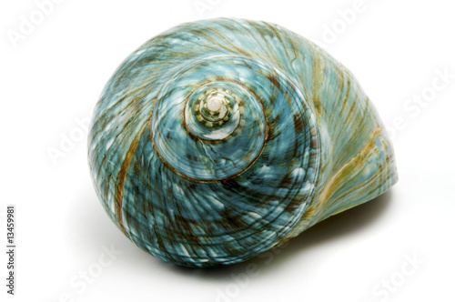 Blue Sea Shell