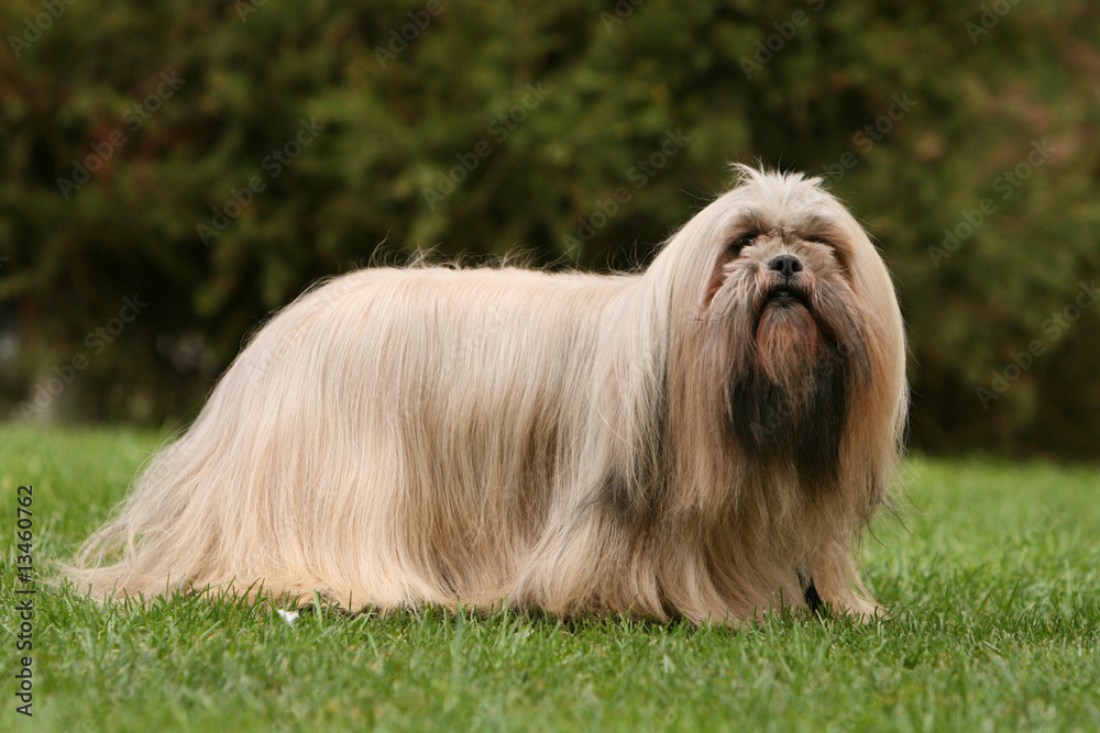 lhassa apso adulte de profil soigneusement brossé