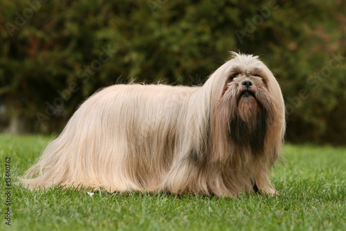 Obraz na płótnie lhassa apso adulte de profil soigneusement brossé w salonie