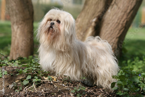 lhassa apso adulte entier attentif au pied des arbres