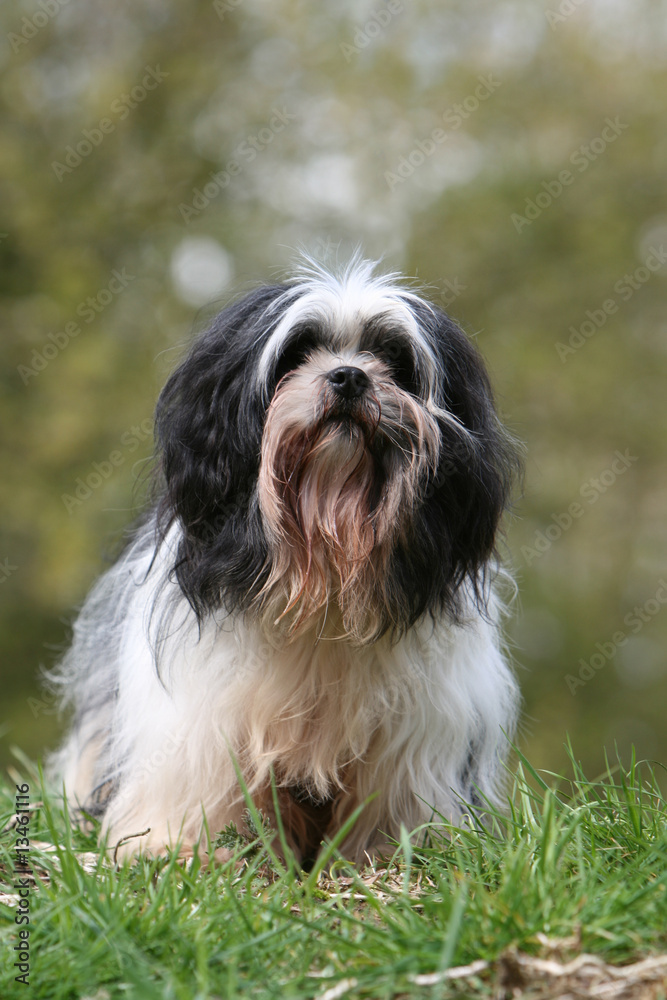 lhassa apso adulte bicolore de face dans le jardin lhassa apso adulte bicolore de face dans le jardin