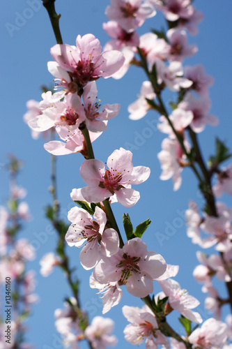 Canvastavla Blooming peach-tree