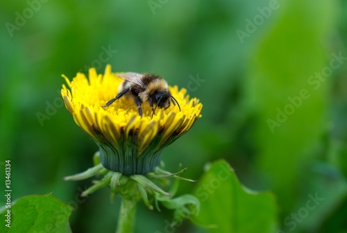 Honney bee on dandalion flower