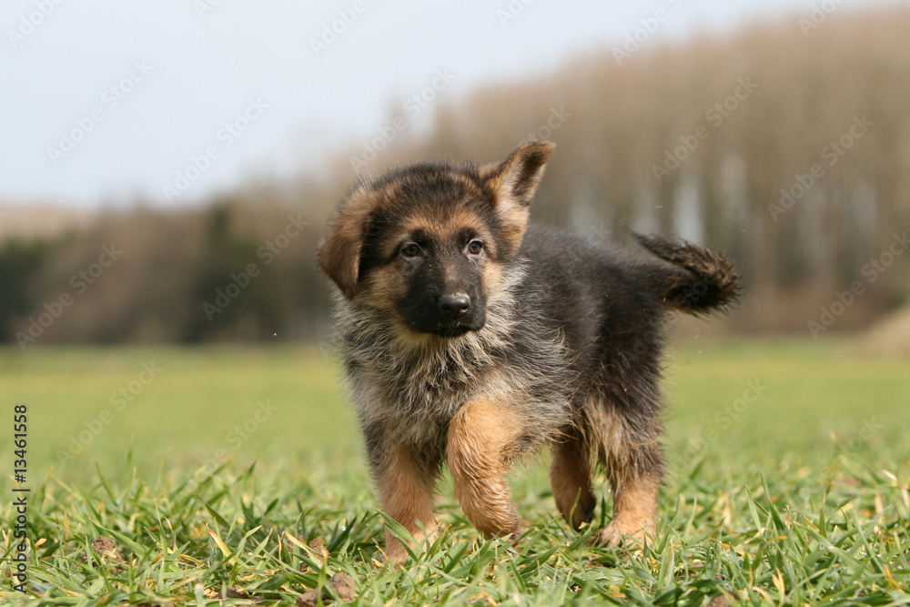 chiot berger allemand entier marchant seul à la campagne chiot berger allemand entier marchant seul à la campagne