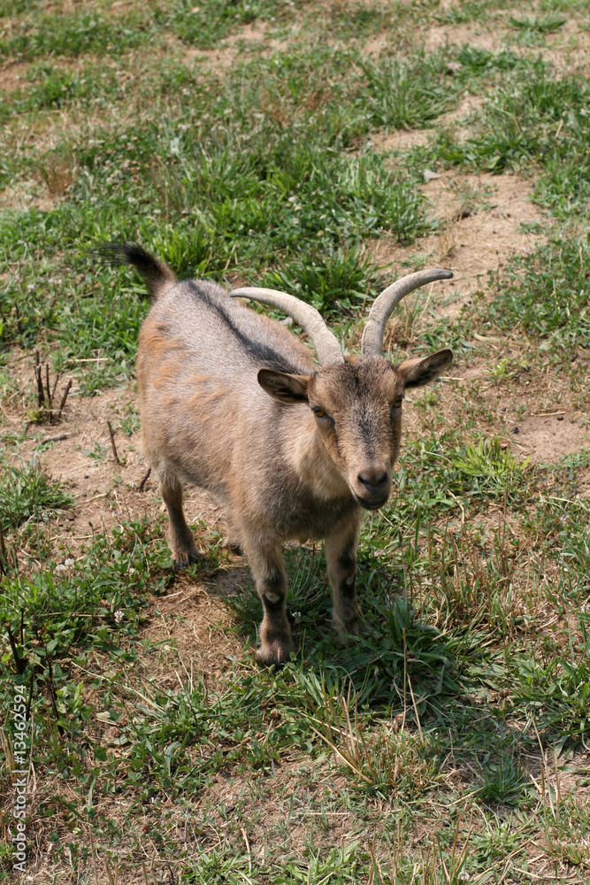 Fototapeta premium Goat