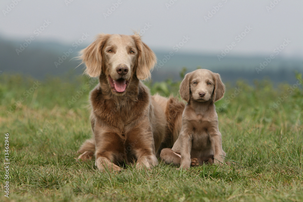 mère et chiot braques de weimar ensemble à la campagne