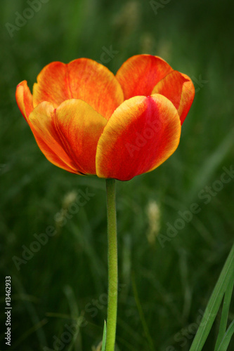 Tulipano da giardinaggio photo