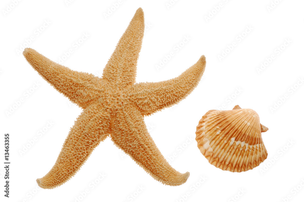 Seashell and starfish isolated on white background Seashell and starfish isolated on white background
