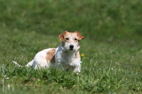 jack russel terrier adulte de face à l'air attentif