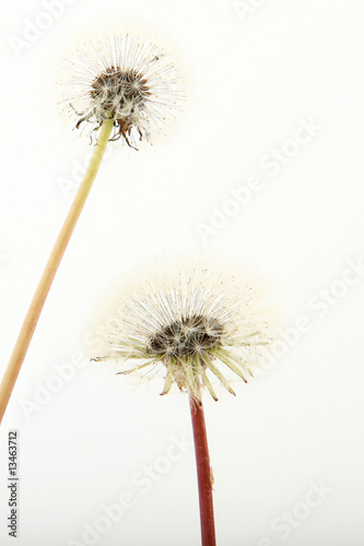 Close Up Dandelions over White