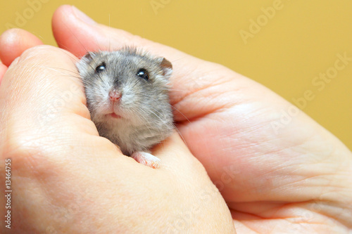 Dwarf hamster