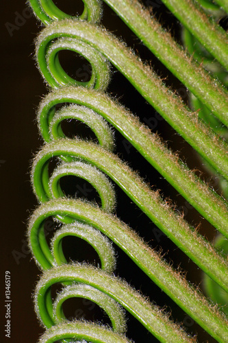 fern