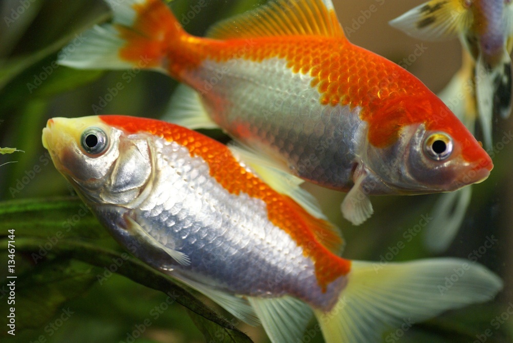 Goldfische Goldfische