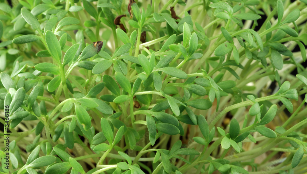 garden cress garden cress
