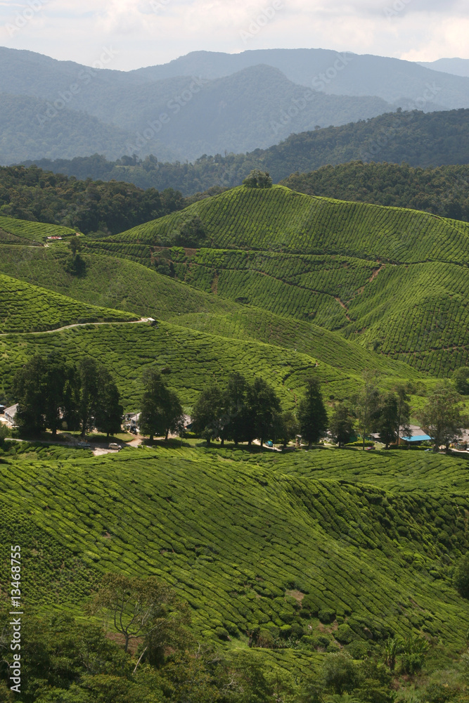 Asian Tea Plantation