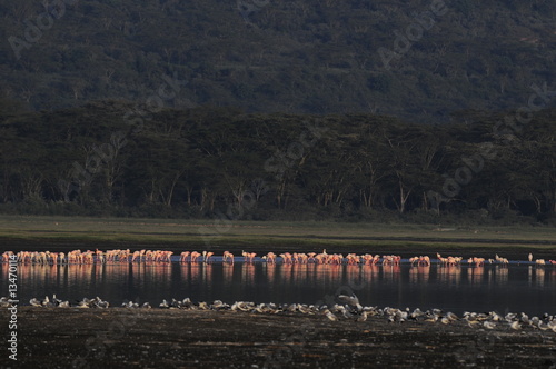Lesser Flamingo, Kenya, Lake Nakuru