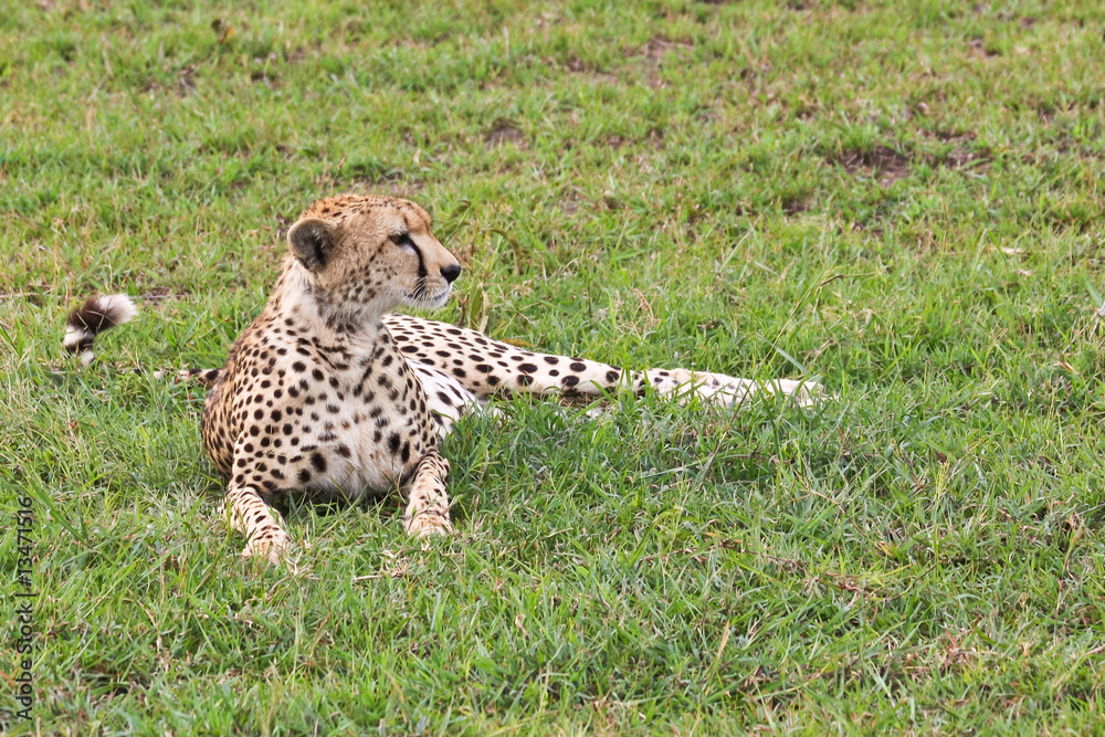 Wild Cheetah Wild Cheetah