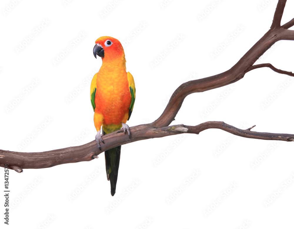 Naklejka premium Single Sun Conure Parrot on a Tree Branch