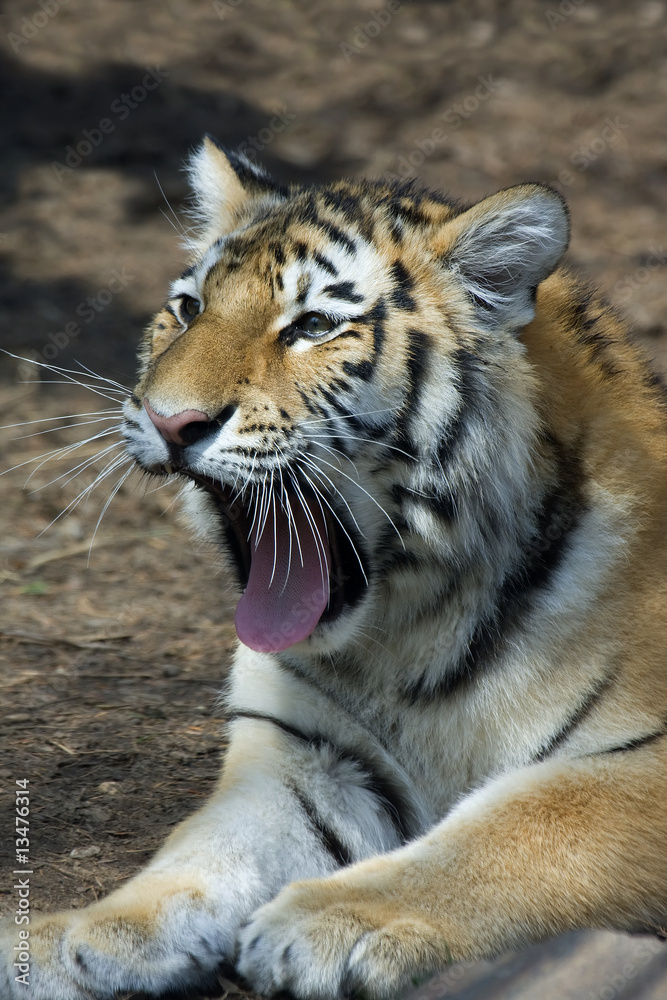 Obraz premium Siberian Tiger