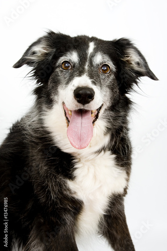Old Happy Collie