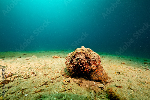 stonefish photo