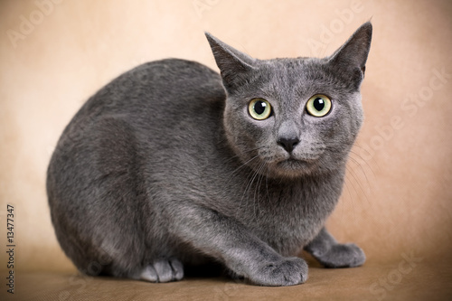 Schilderij op canvas Russian blue cat