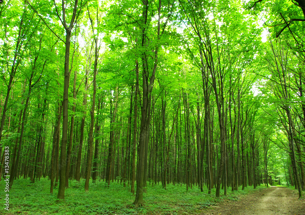 Obraz premium forest