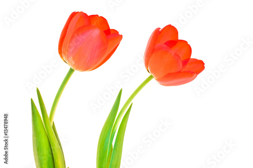 Fototapeta Naklejka Na Ścianę i Meble -  Two isolated tulips