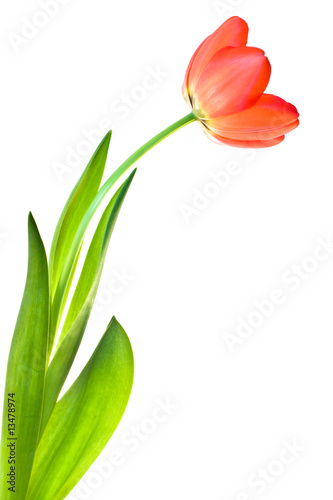 Fototapeta Naklejka Na Ścianę i Meble -  tulip isolated