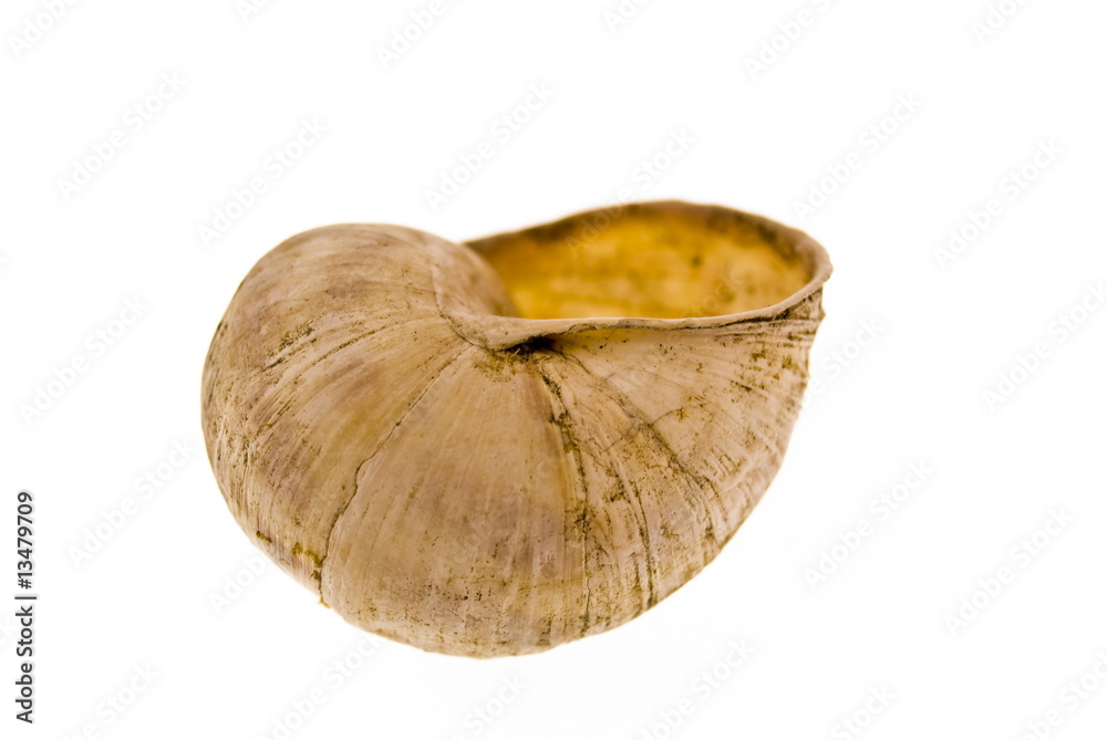fossilized fossilized