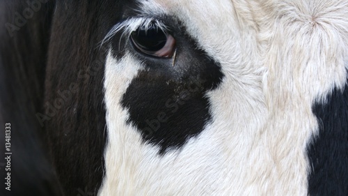 Black and white cow