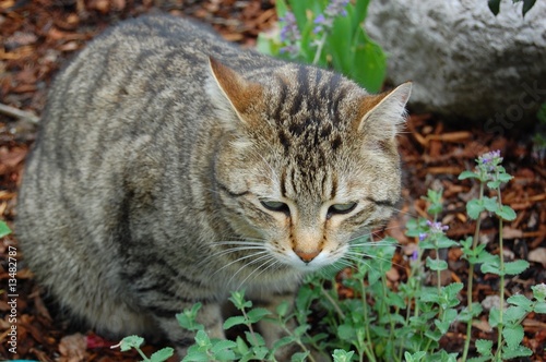katze photo