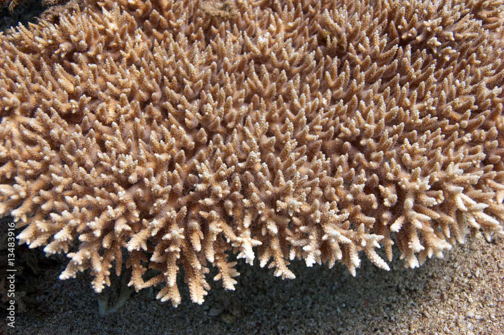 Obraz premium coral bush