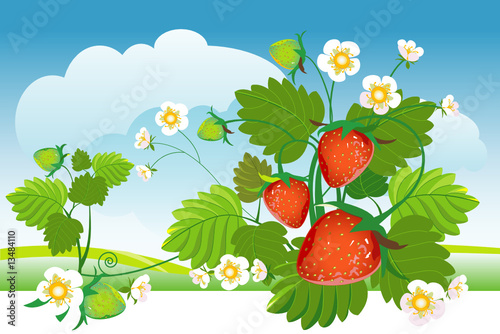 Strawberry