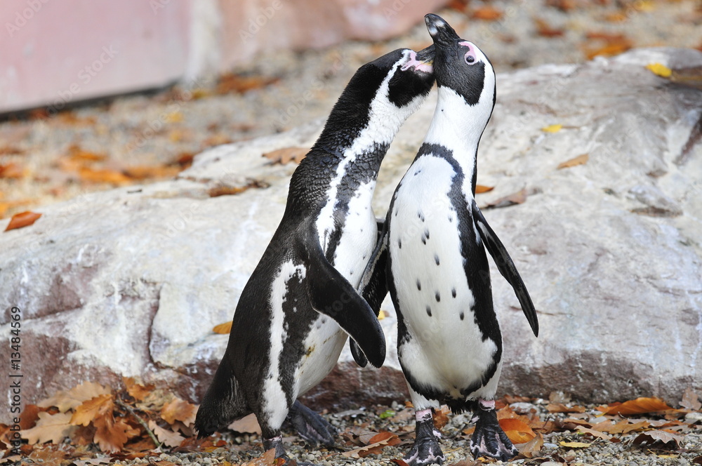 Fototapeta premium Pinguin