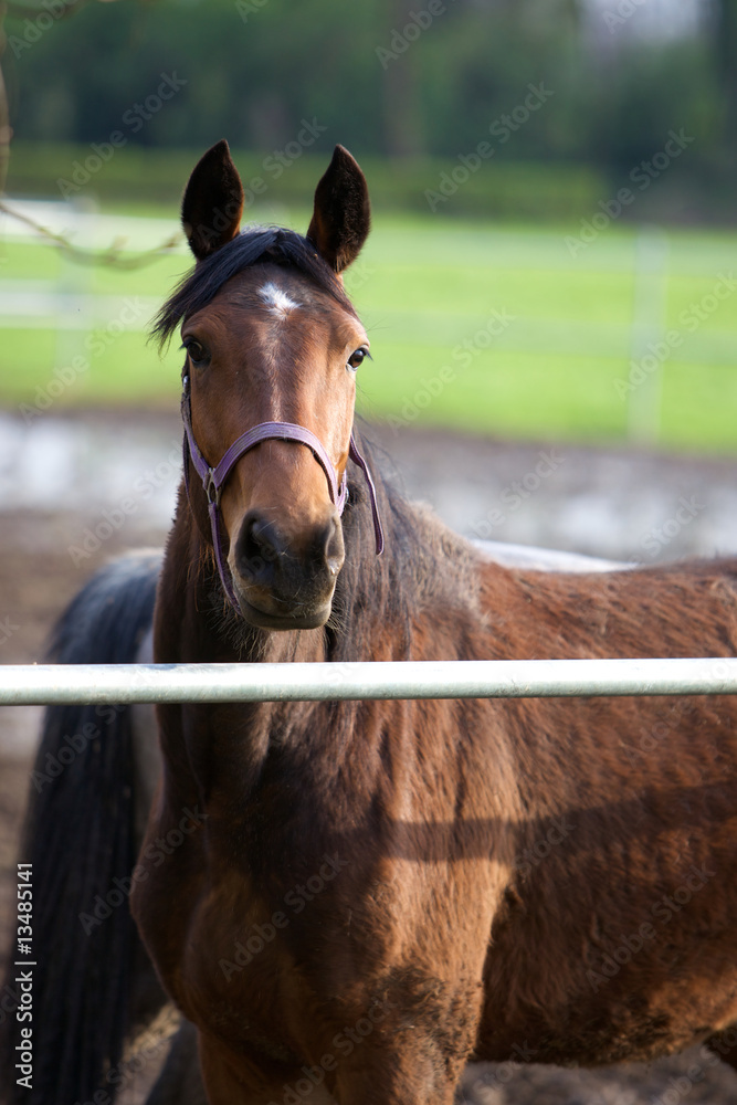 Fototapeta premium cavalli al paddock 14