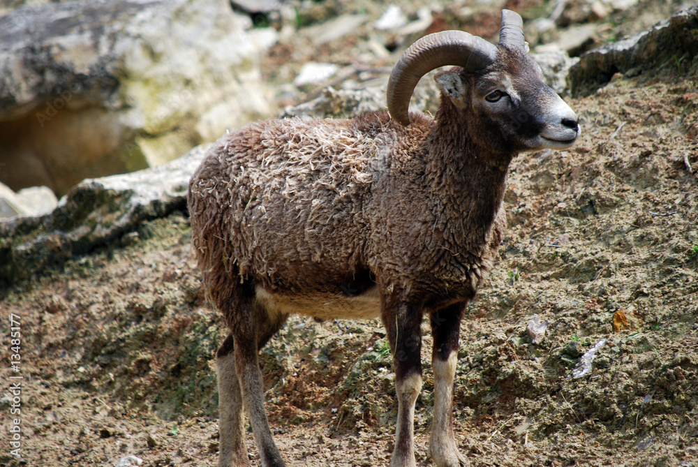 Naklejka premium Le mouflon européen