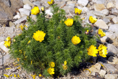 Fruehlings-Adonisroeschen, Adonis, Vernalis