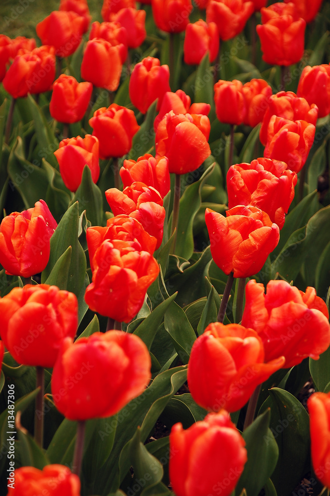 Fototapeta premium Red tulip meadow