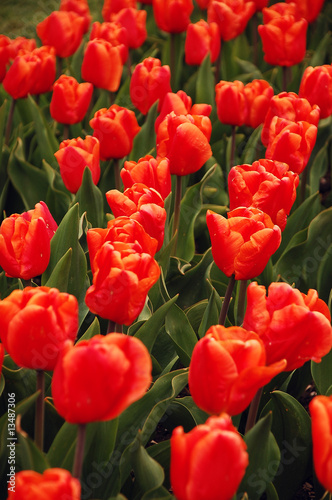 Red tulip meadow