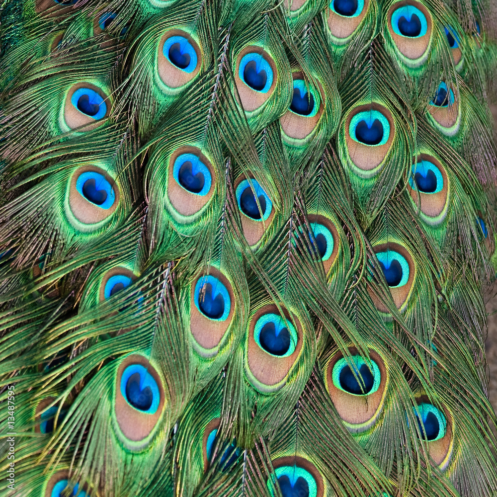 Fototapeta premium Peacock feathers