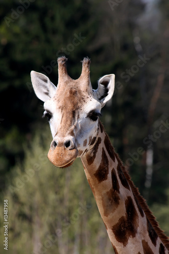 Giraffe © BGStock72