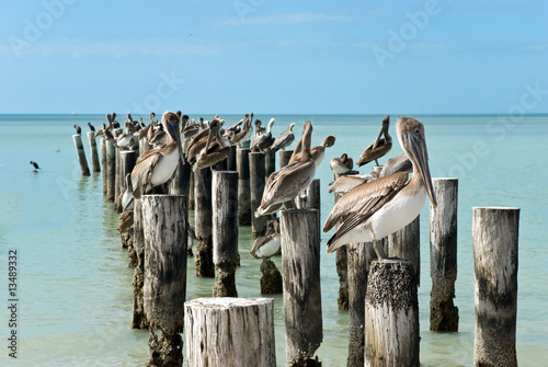 Braun - Pelikane auf Pier in Florida,USA