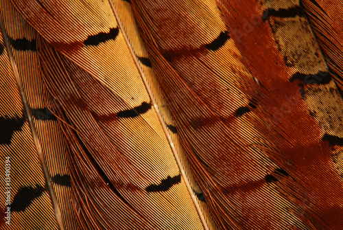 Phesant feather photo