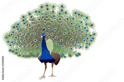 Peacock